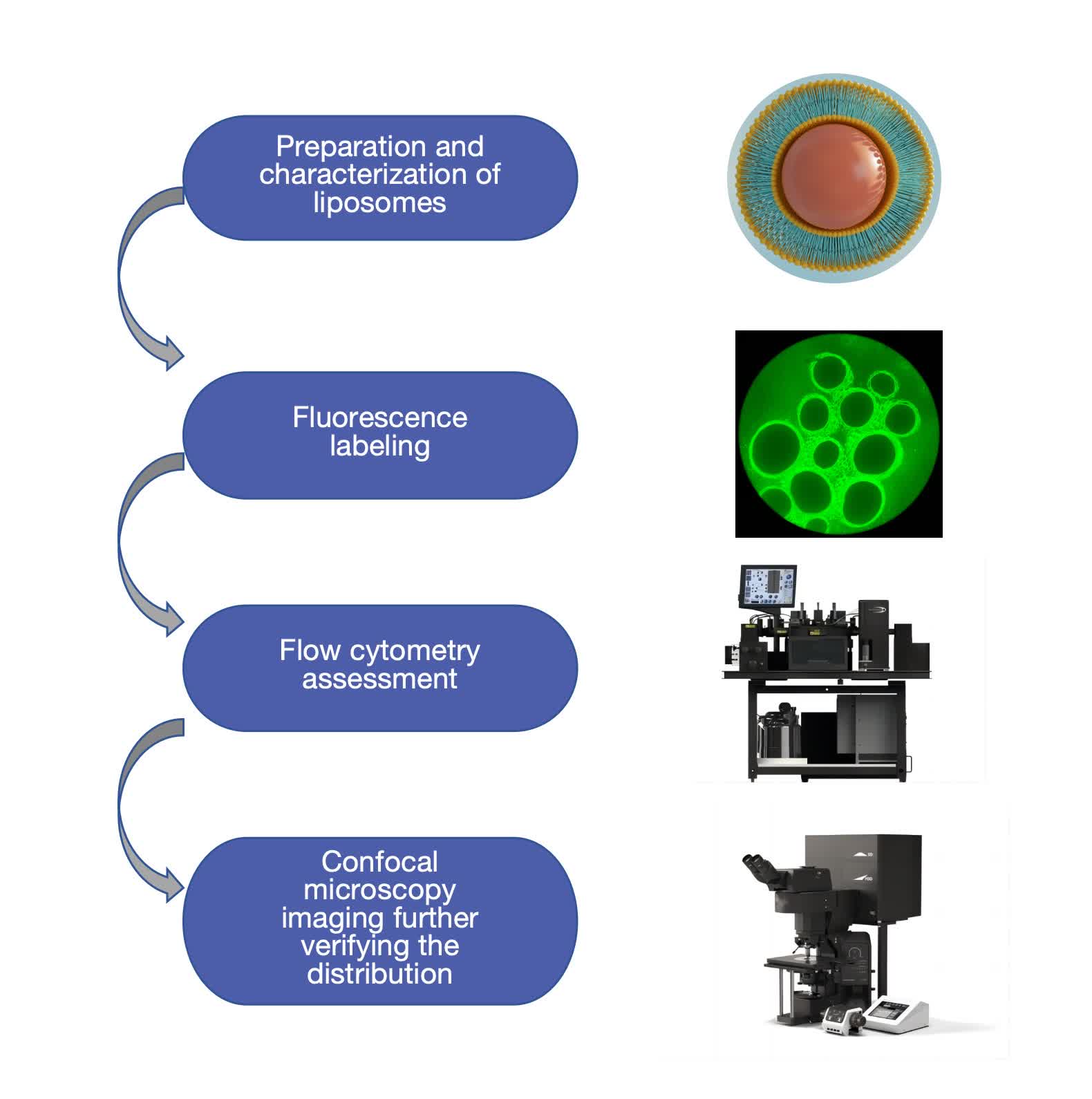 Fig.2 The workflow of liposome cellular uptake study.