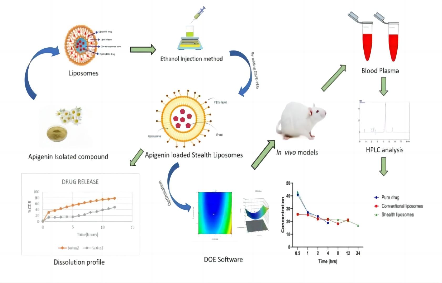 Fig.2 Process of apigenin-loaded stealth liposomes pharmacokinetic study.