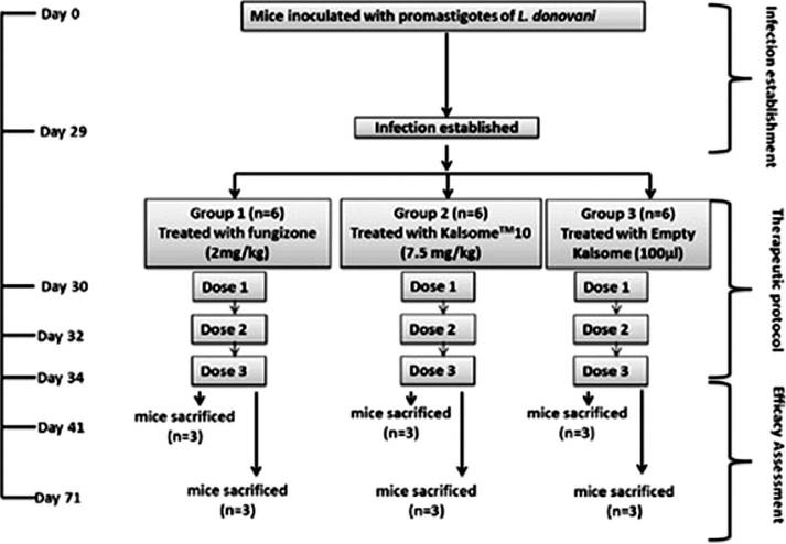 Fig.1 Flowchart of the experimental details of the study.