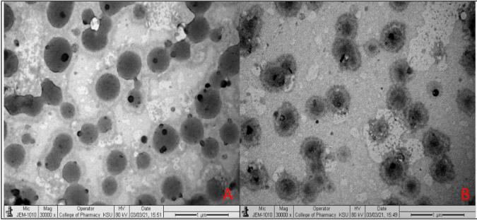 Fig.2 The surface morphology of oral liposomes.