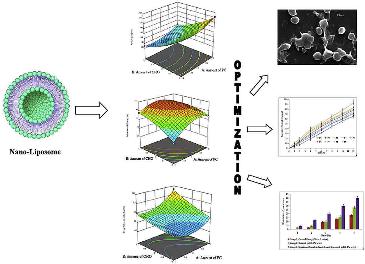 Fig.1 In vitro and in vivo evaluation of topical permeability of flavonoid baicalein liposomal gel.