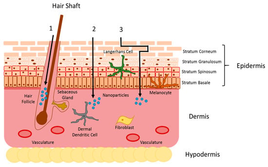 Fig.1 The illustration of nanoparticle skin penetration pathways. 