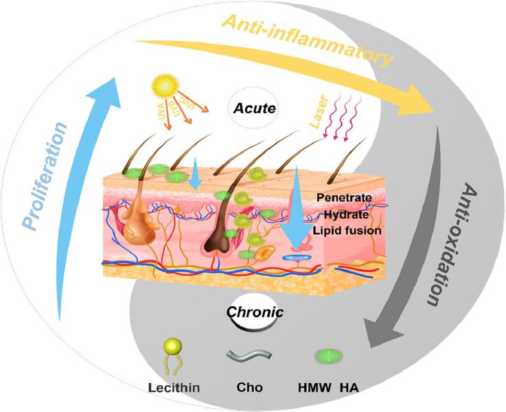 Fig.3 The hyaluronic acid-liposome delivery system.