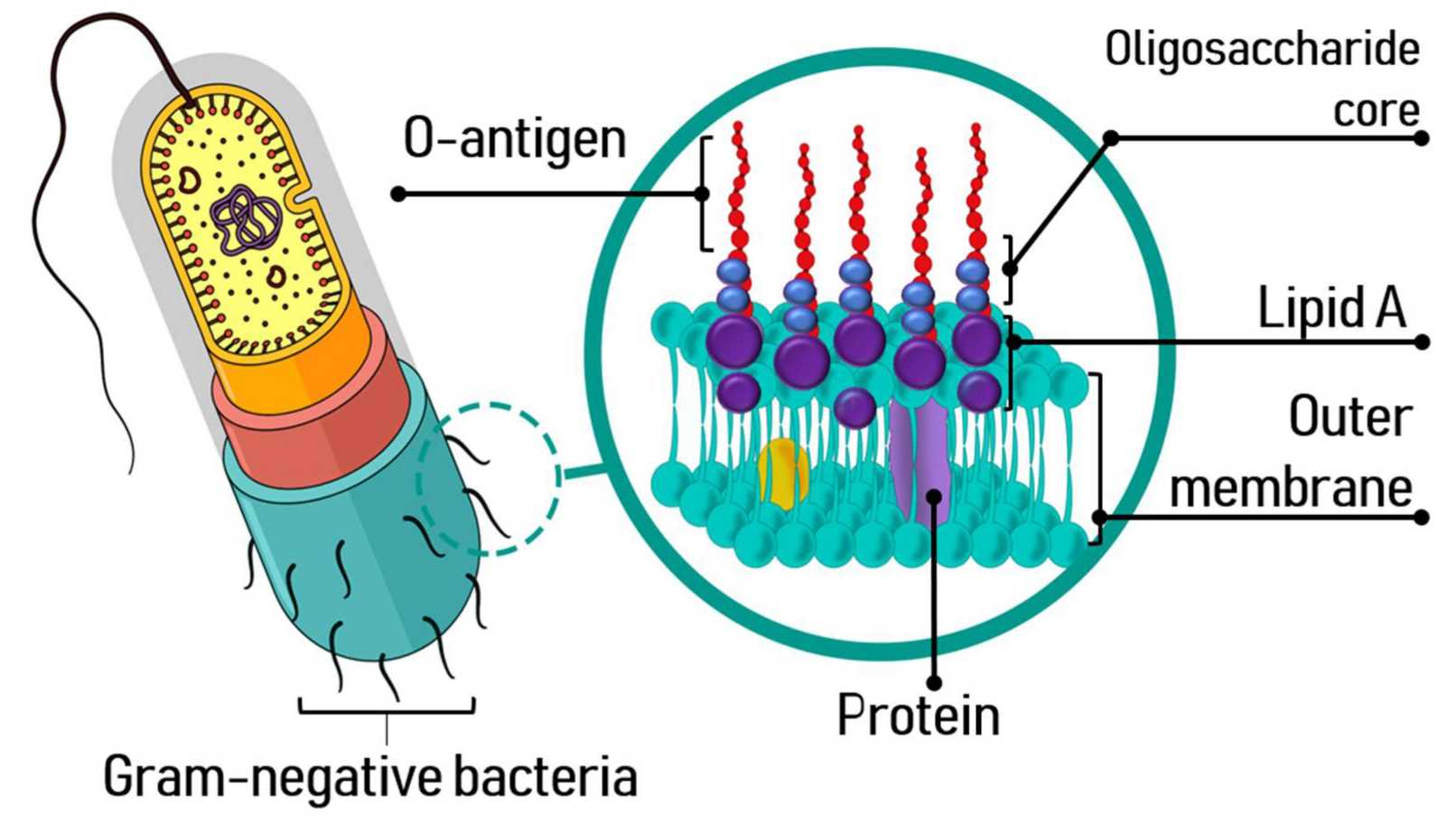 Fig. 1 Gram-negative bacterial endotoxin.