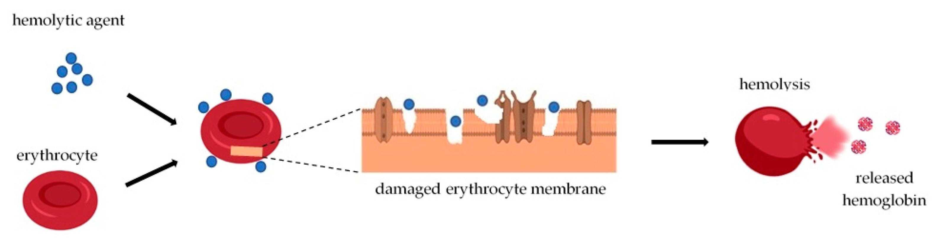 Fig.1 Mechanism of hemolysis.