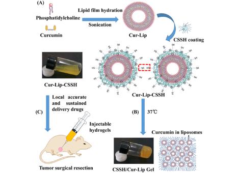 Fig.1 Cationic liposomes mediated transdermal delivery of meloxicam and ketoprofen.