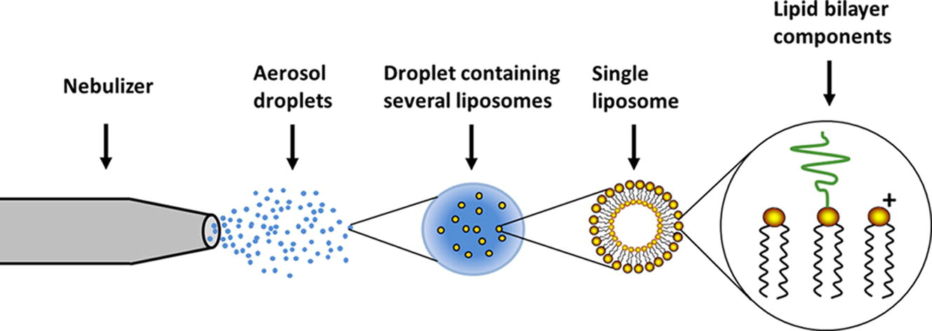 Fig.1 Cationic liposomes mediated transdermal delivery of meloxicam and ketoprofen.