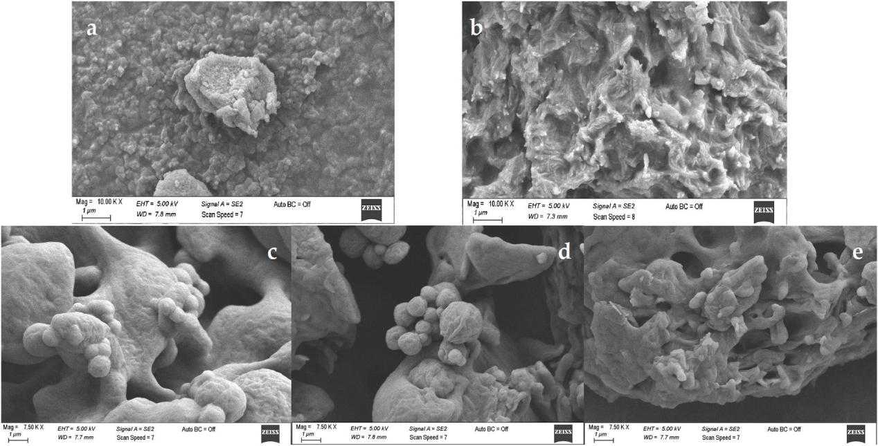 Fig.2 Electron micrographs of lyophilized liposome samples.