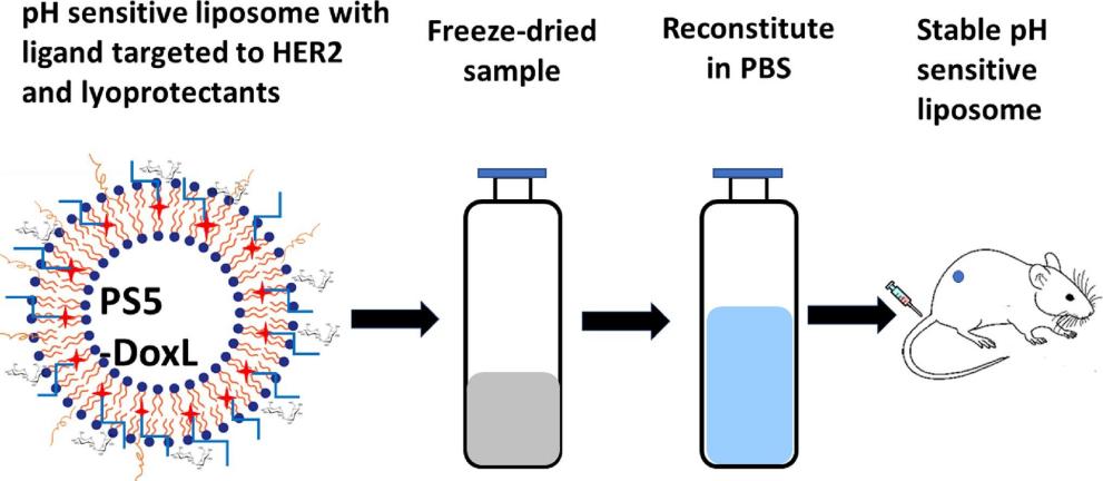 Fig.3 Lyophilized liposome reconstitution study process diagram.