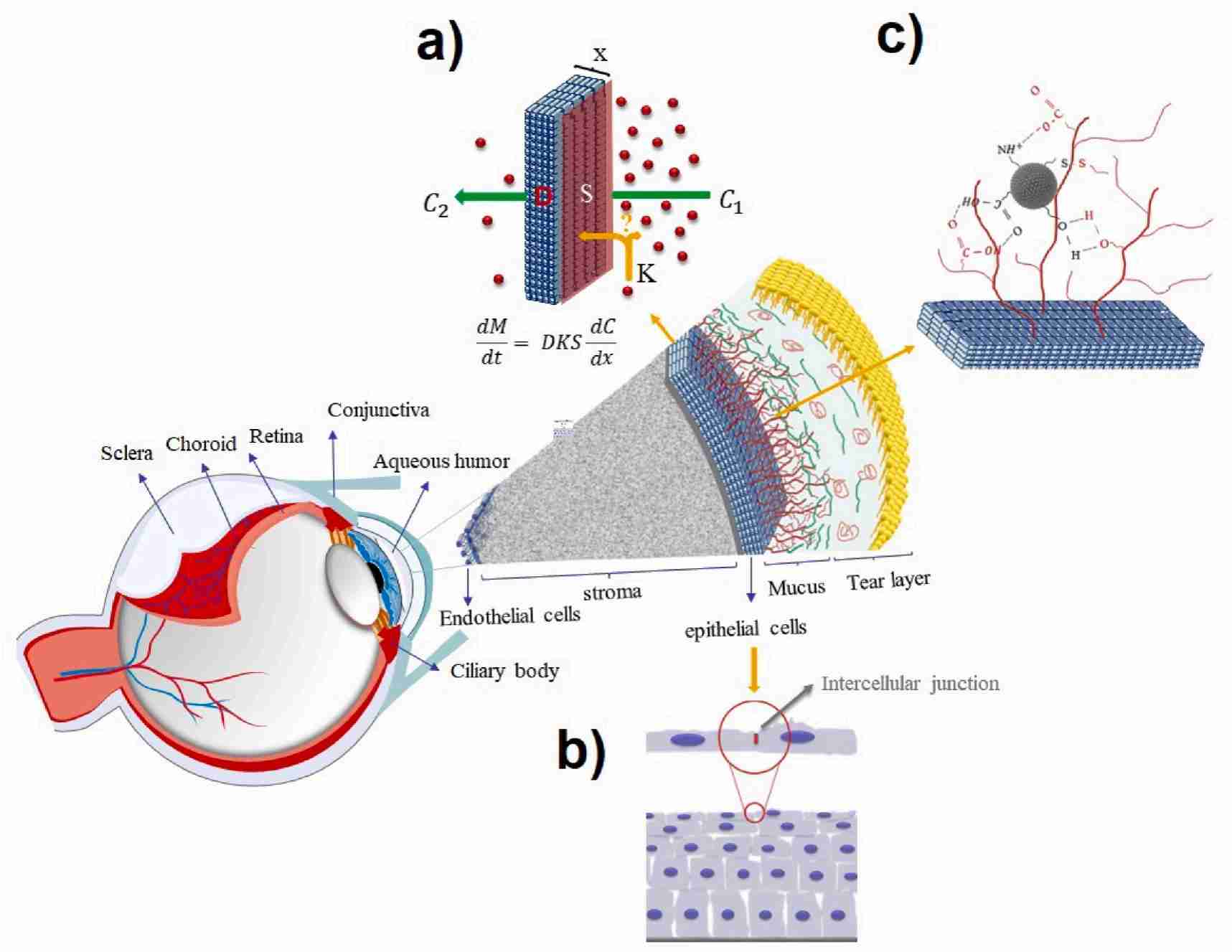 Fig.1 Schematic diagram of the mechanism of drug molecules passing through the corneal barrier.