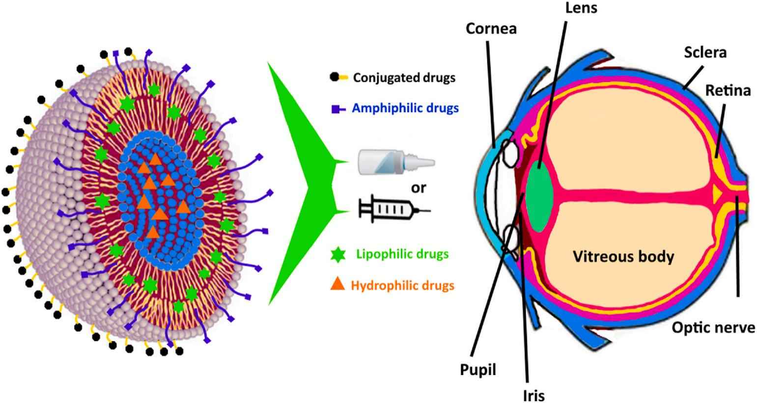 Fig. 1 Illustration of liposomal delivery into the ocular system.