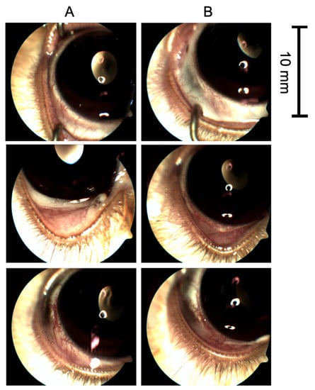 Fig. 2 In vitro evaluation of ocular irritation study with liposomes.