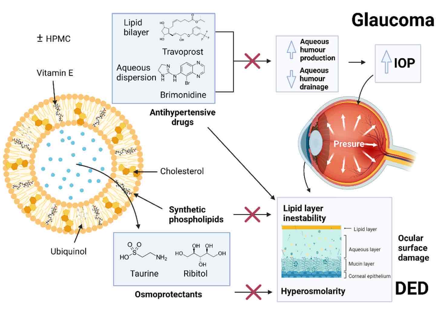 Fig.1 Evaluation of LDH and MTT assay in the human corneal cells.