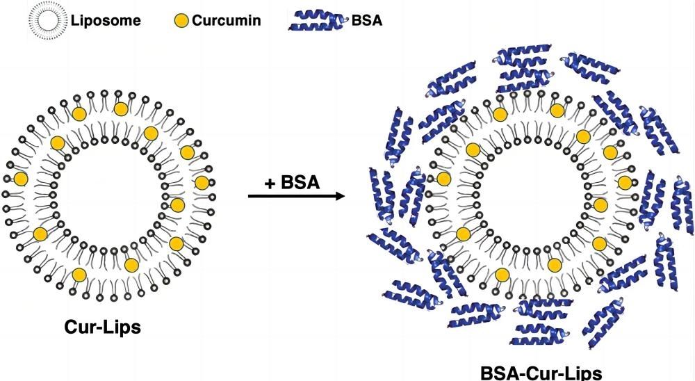 Fig. 1 The illustration of curcumin liposome long cycle drug delivery system.