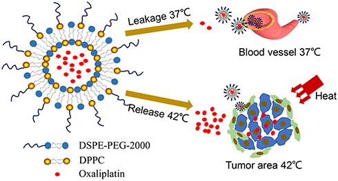 Fig. 2 Scheme illustration of long cycle heat sensitive liposomes.