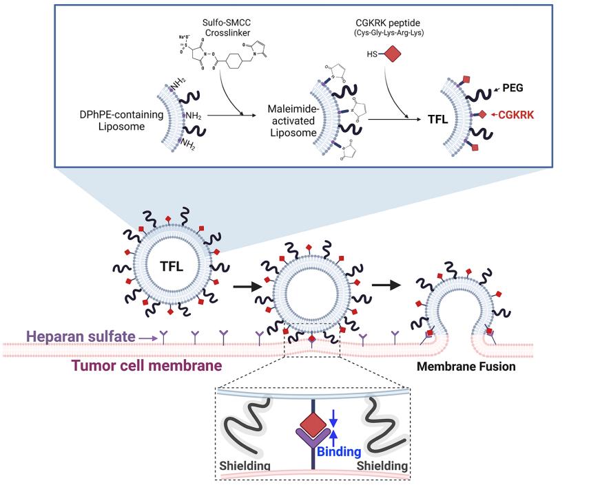 Fig.1 Membrane fusion mechanism between targeted fusogenic liposomes and tumor cells.