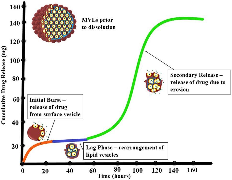 Fig.1 Schematic of the hypothesized drug release mechanism in multivesicular liposomes.