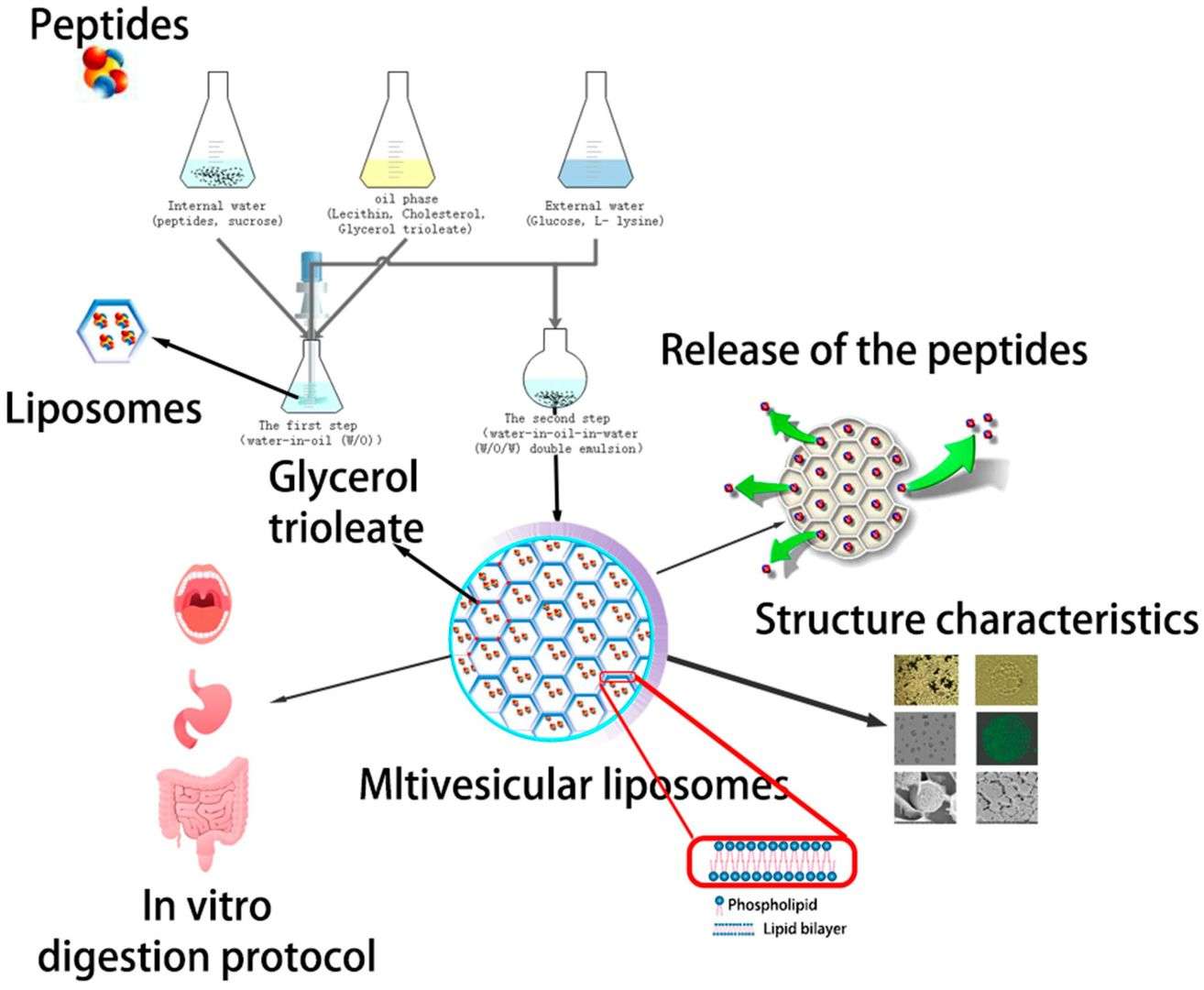 Fig.2 Schematic representation of multivesicular liposomes.