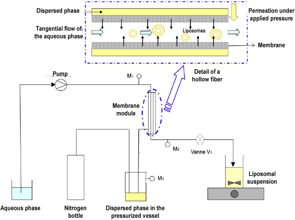 Fig.1 Schematic illustration of hollow fiber liposomes.