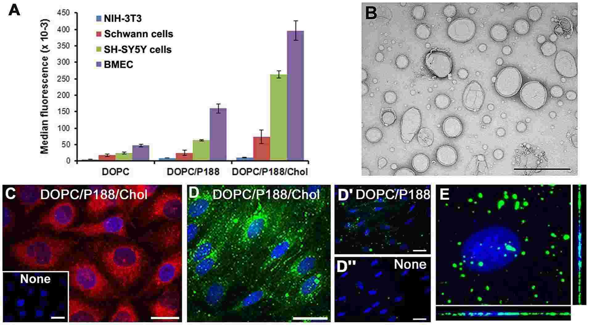 Fig.1 Quantitative analysis of fluorescent liposomes' intracellular uptake.