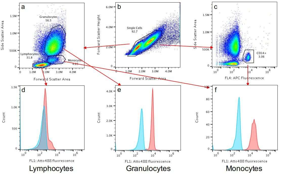 Fig.2 Gating strategies for flow cytometry with fluorescently labeled liposome.