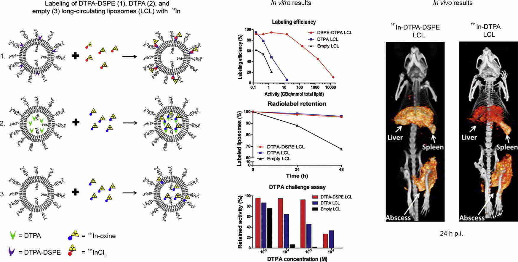 Fig.2 Images of near-infrared in vivo imaging liposome system.