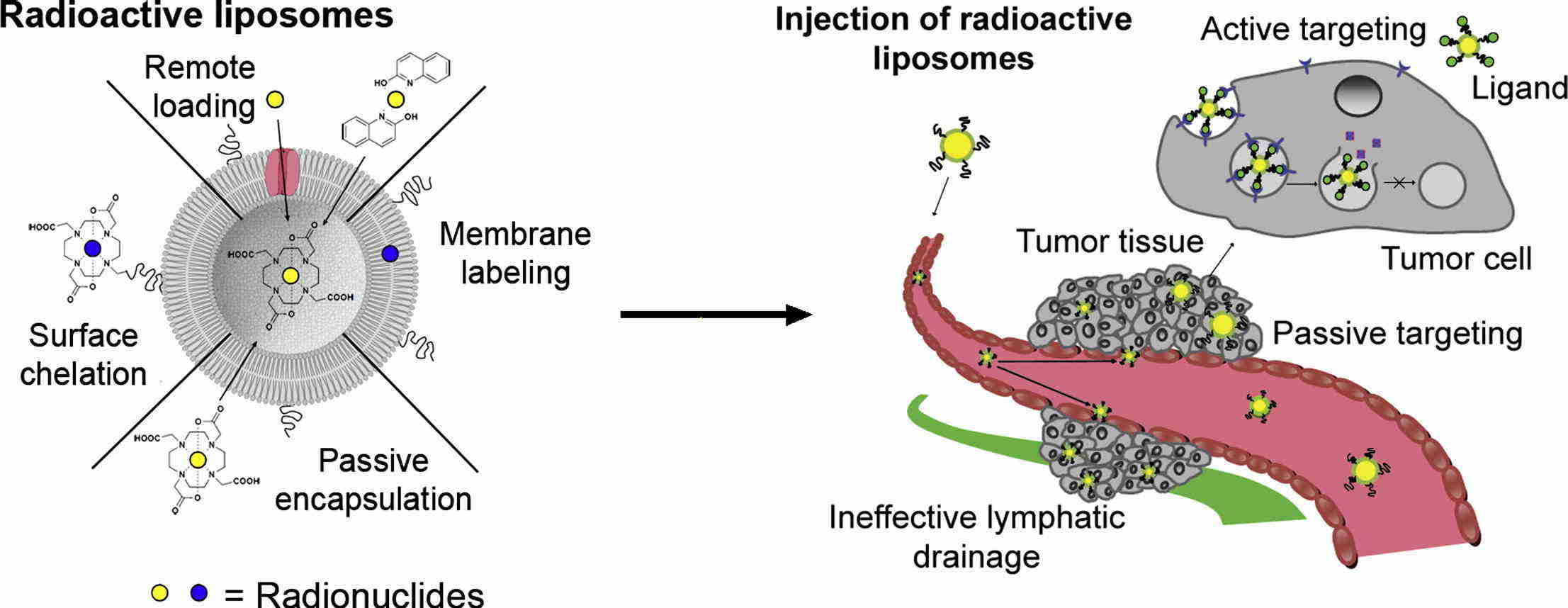 Fig.1 Mechanism of liposomal imaging in tumor tissue.