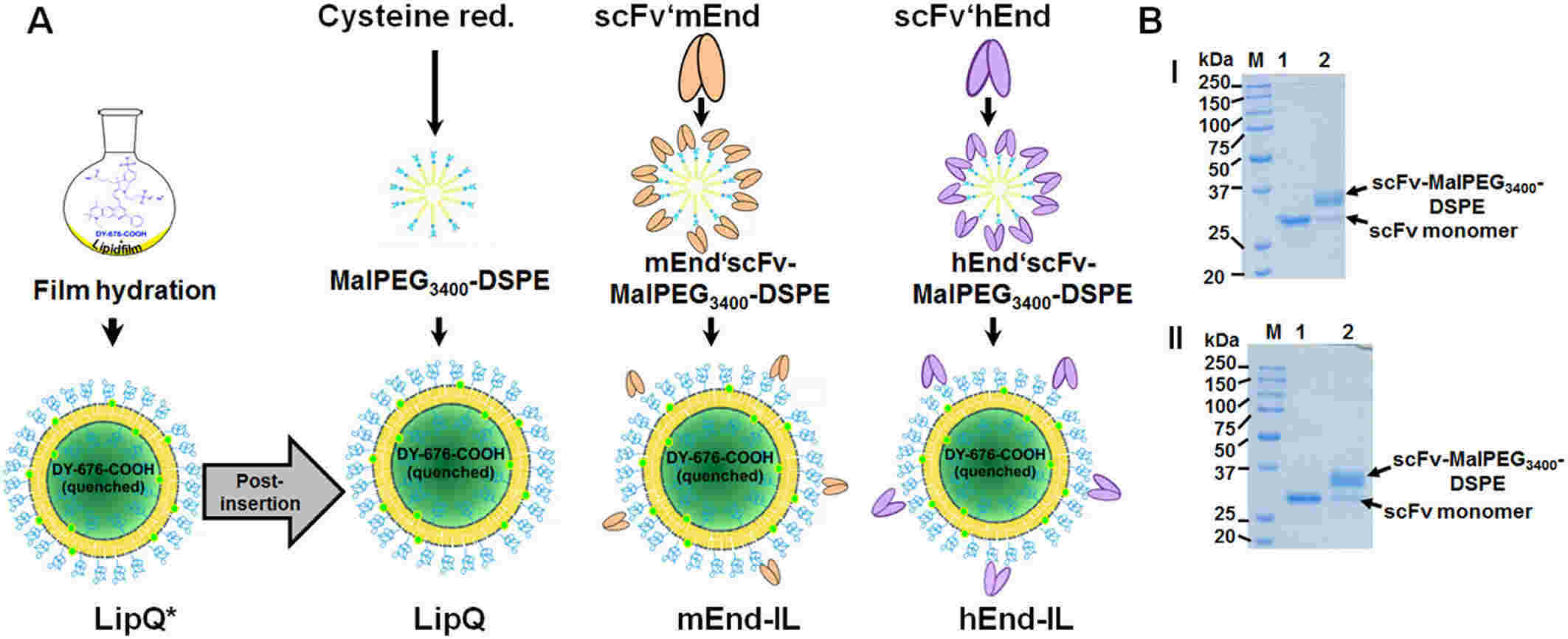 Fig.2 Preparation scheme for endoglin-targeting liposomes.