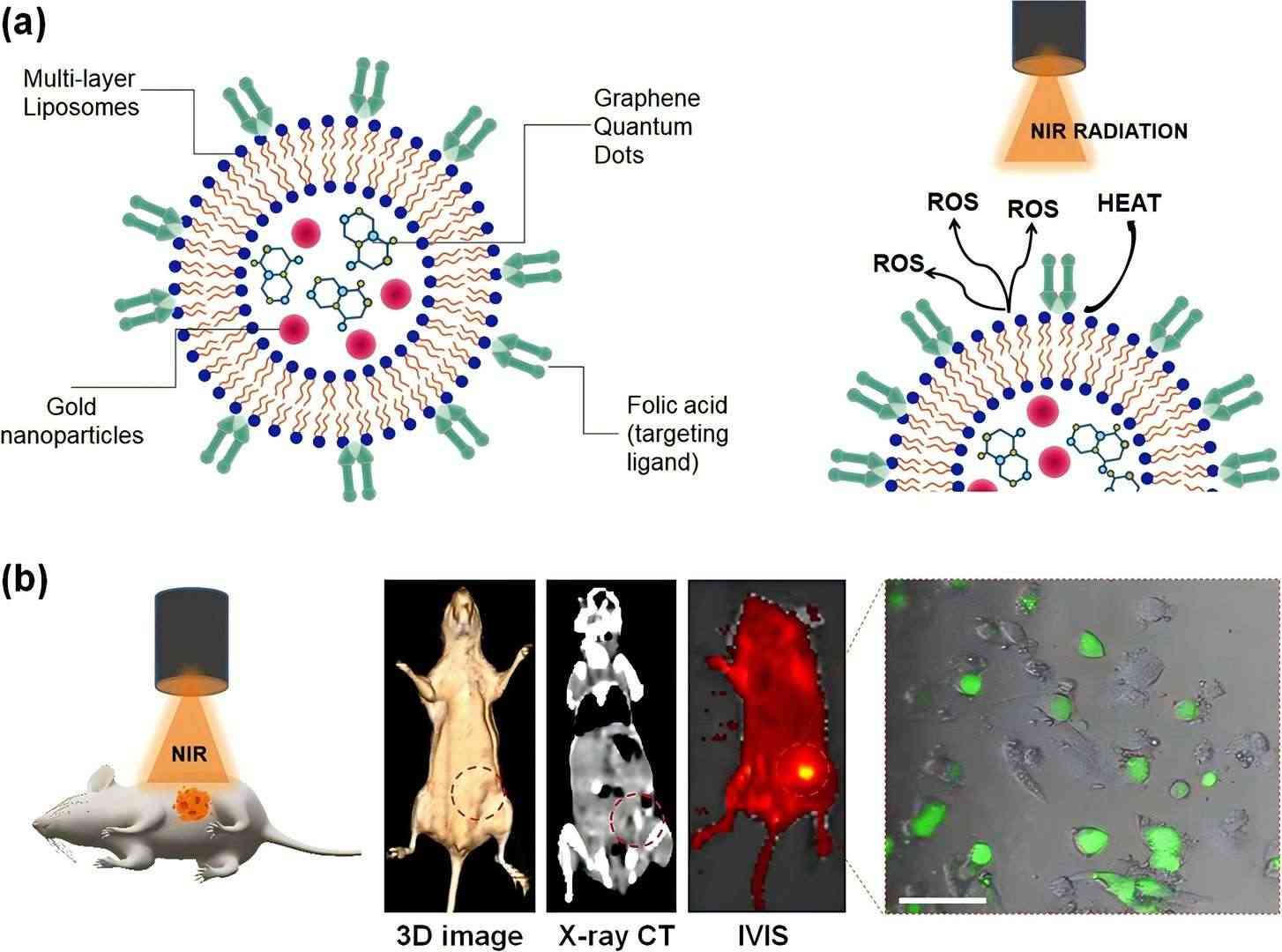 Fig.1 In vivo NMR imaging of folic acid labeled liposomes.