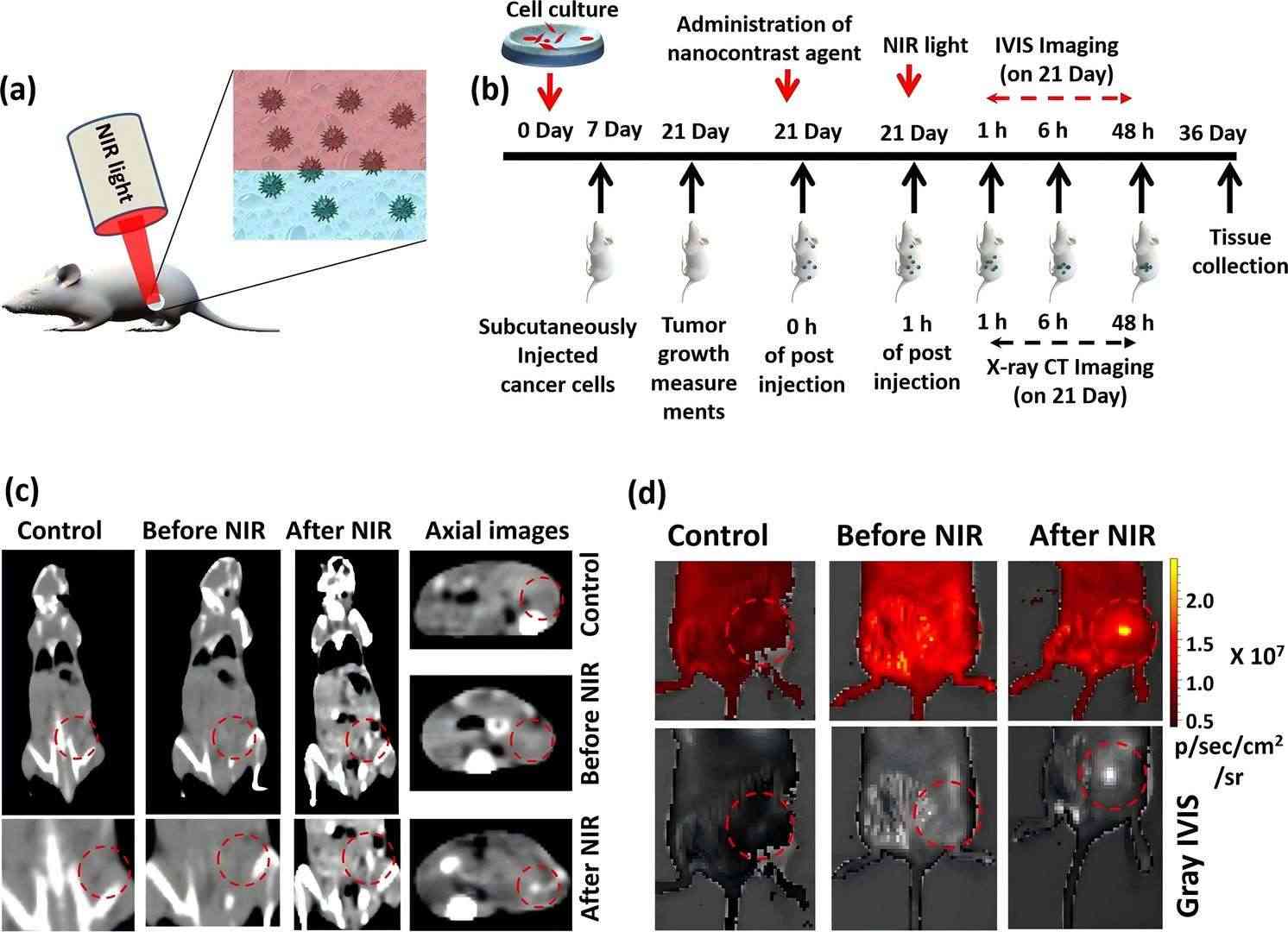 Fig.2 Images of near-infrared in vivo imaging liposomes system.