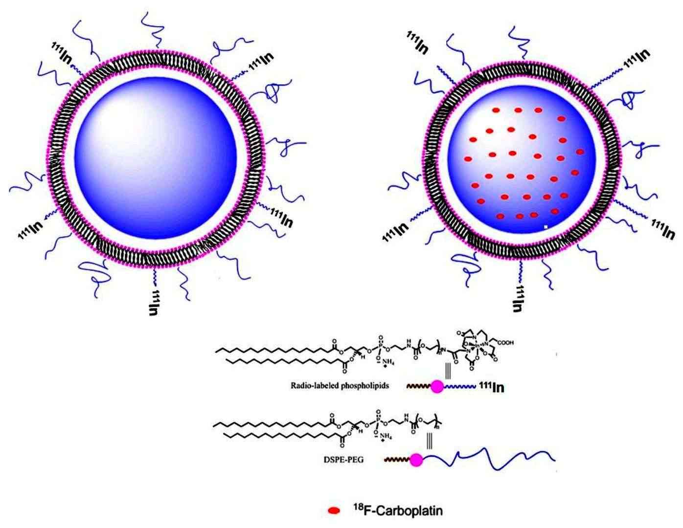 Fig.1 Diagram showing [111In]-Liposome with its components and encapsulated [18F]-Carboplatin