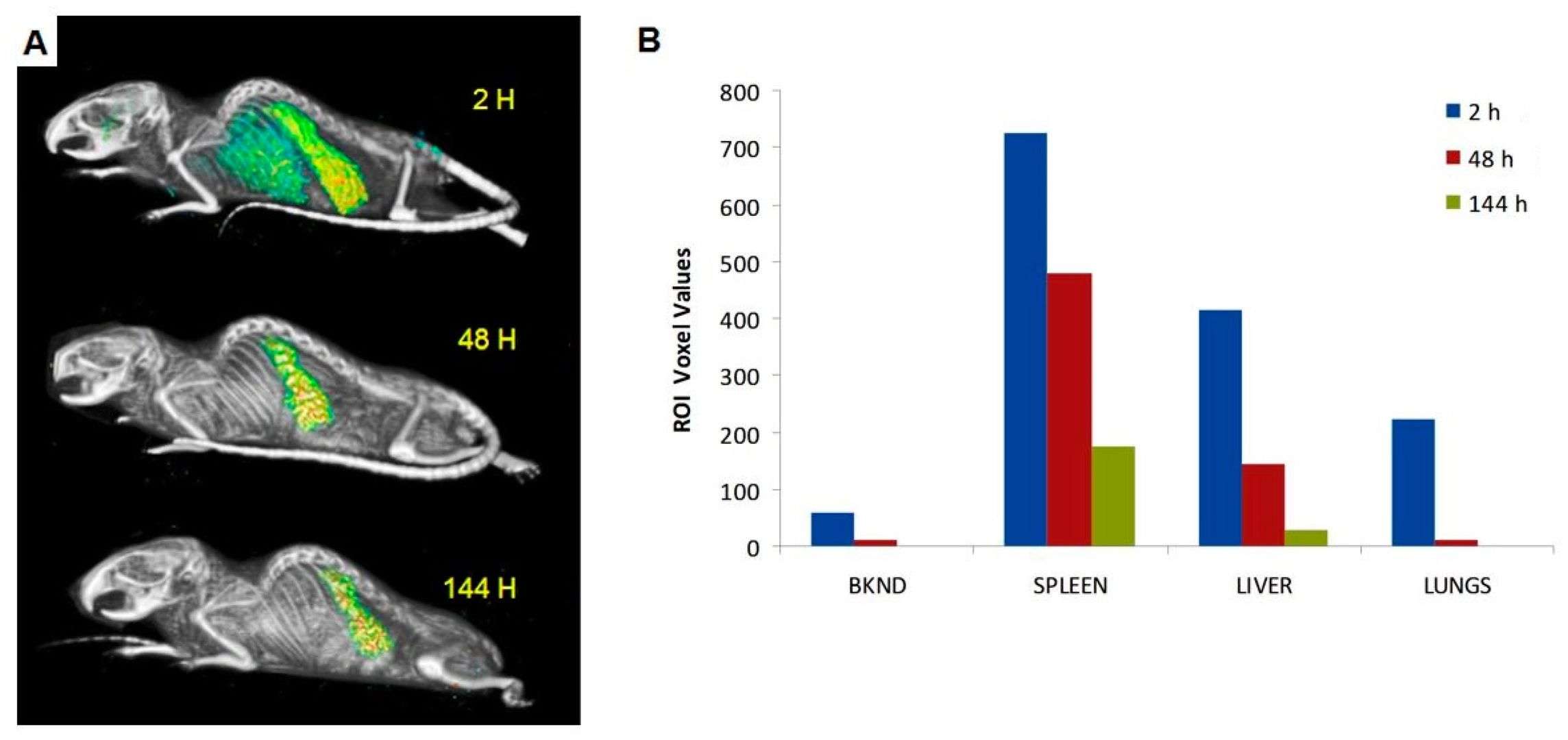 Fig.2 In vivo imaging of a normal nude mouse post-injection with [111In]-Liposome and its distribution.