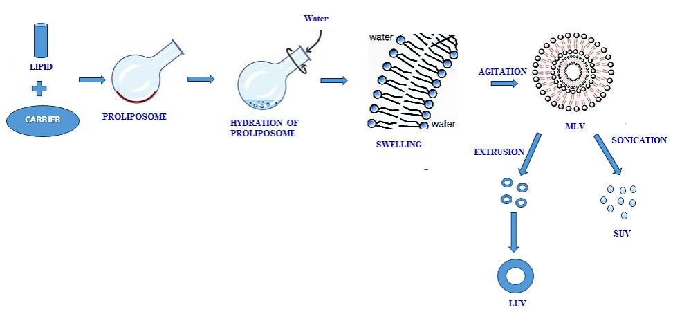 Fig. 1. Mechanism of Proliposome formation.