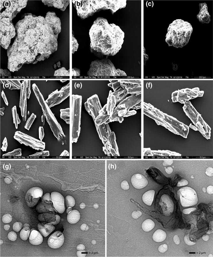 Fig. 2 SEM images of proliposome powder.