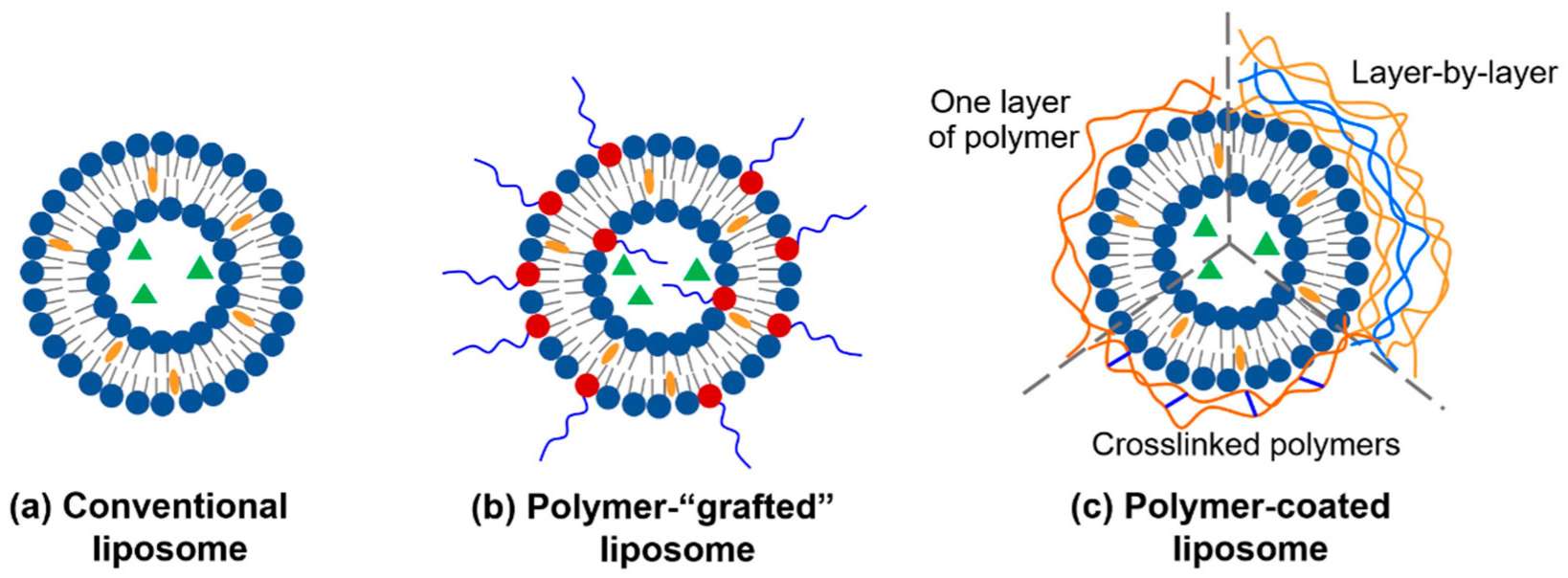 Fig.1 The illustration of polymer-modified liposomes for drug delivery.