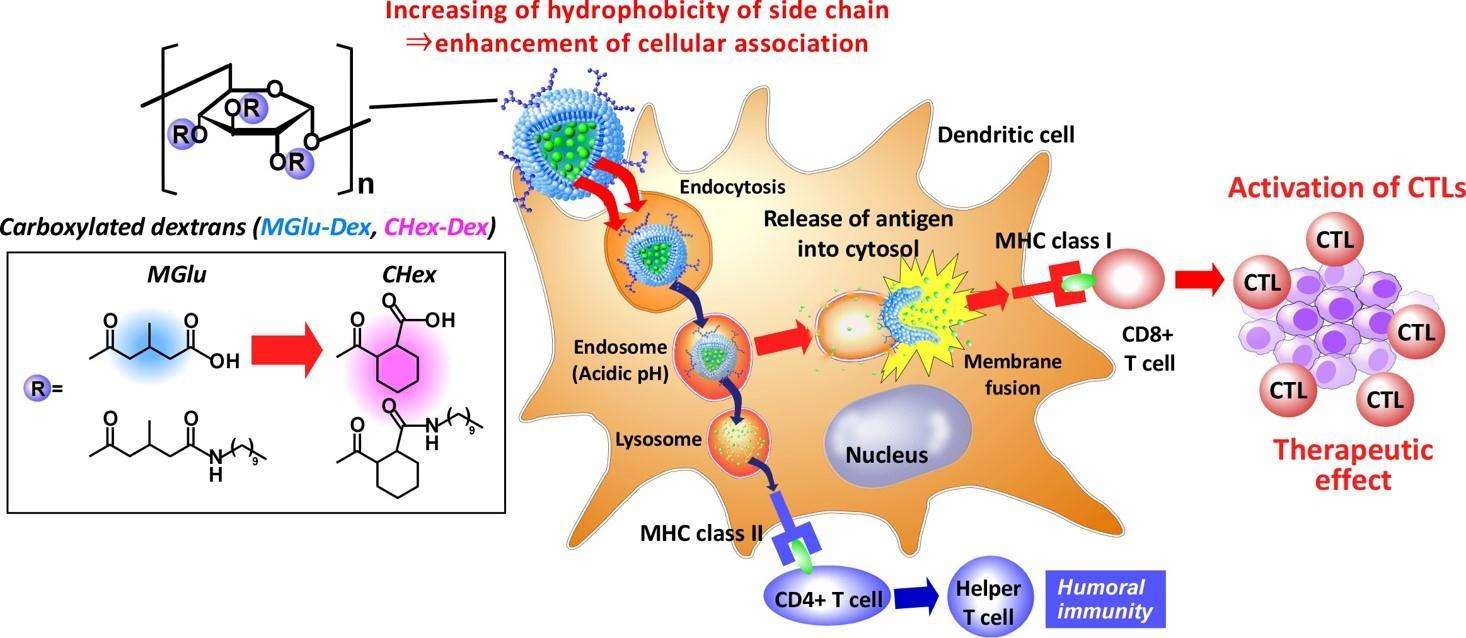 Fig.2 pH-sensitive polymer-modified liposomes.