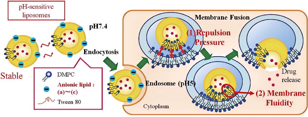 Fig.1 Schematic diagram of pH sensitivity of the anionic liposomes.