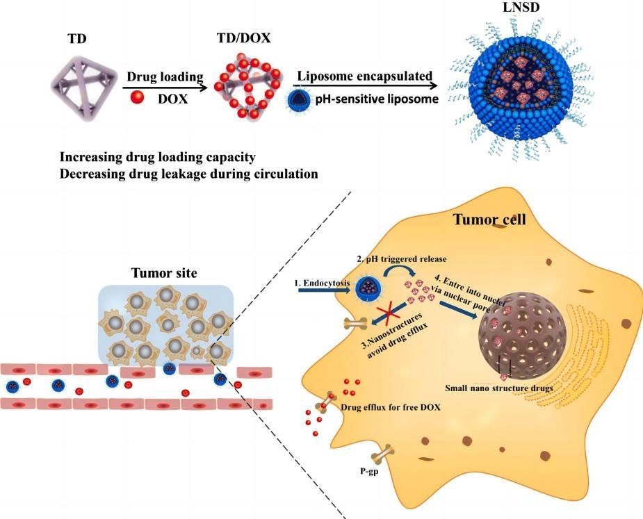 Fig.3 Mechanism of ultrasmall nanostructured drug-based pH-sensitive liposomes.