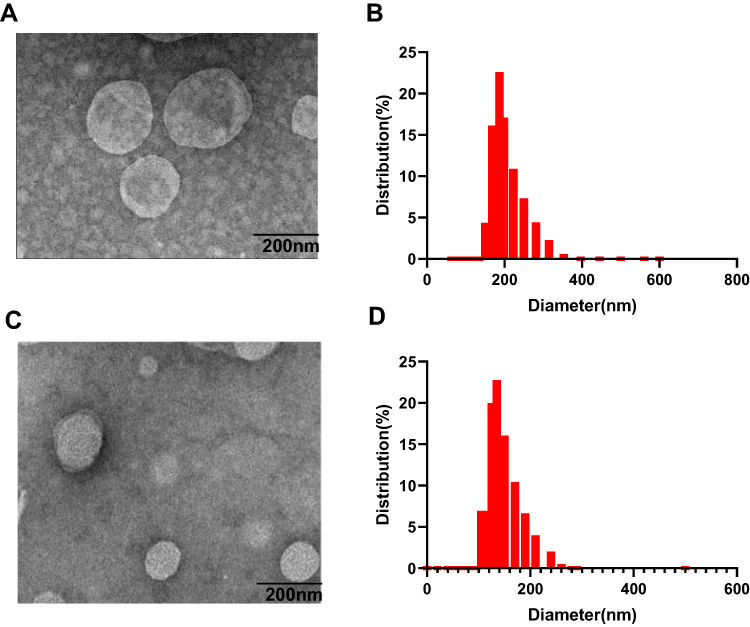 Fig. 3 TEM images of long-circulating thermo-sensitive liposome.