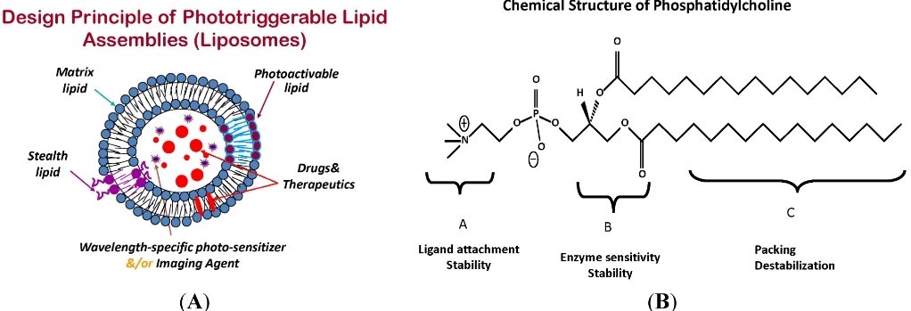 Fig.1 Schematic diagram of light-responsive liposome assembly.