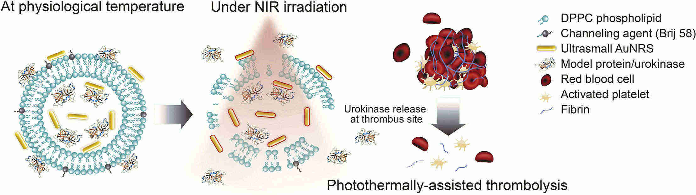 Fig.3 Mechanism of drug delivery by the near-infrared liposomes.