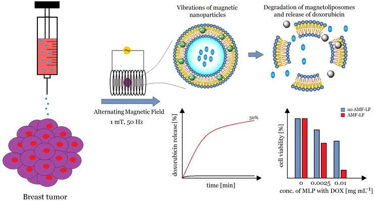 Fig.1 Schematic diagram of magnetic liposome assembly.