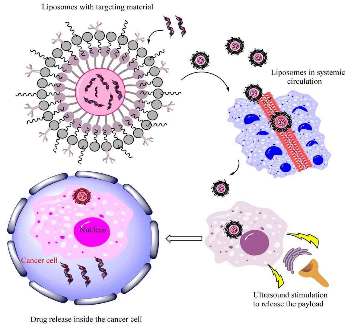 Fig.1 Schematic illustration of the ultrasound-responsive liposome carrier system.