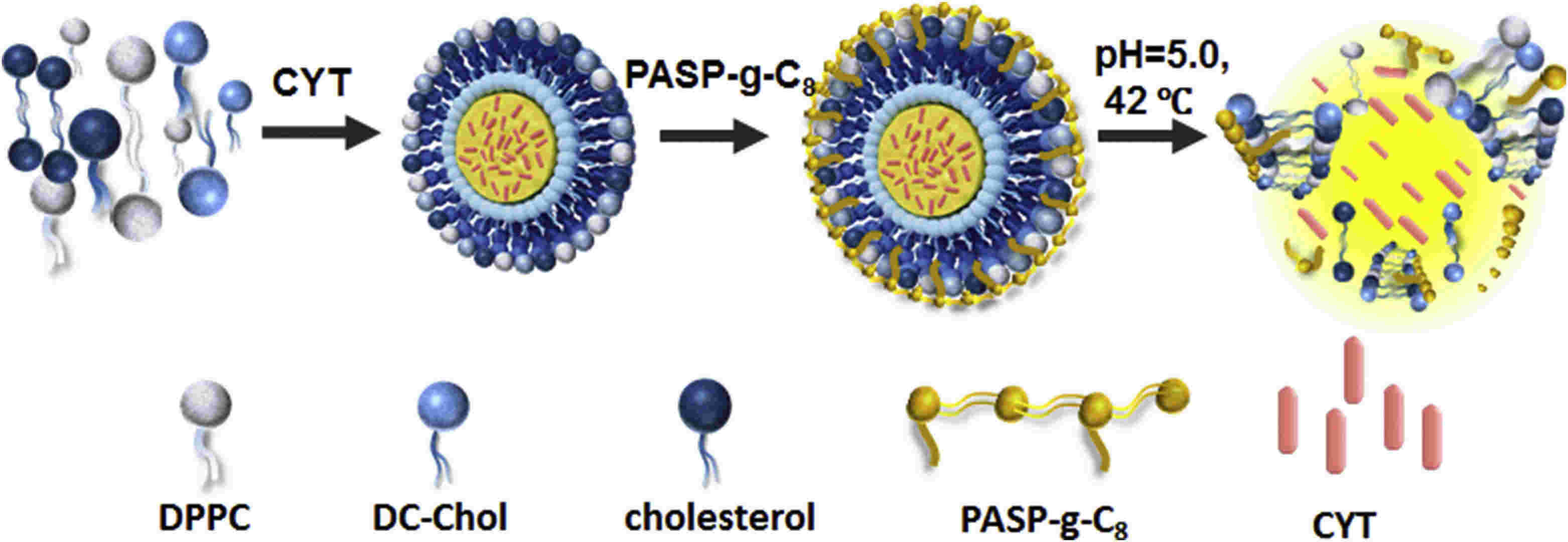 Fig.1 Schematic of pH- temperature sensitive liposomes.