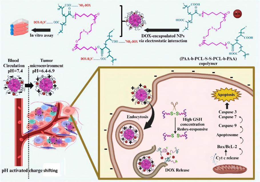 Fig.1 Illustrative diagram of pH/redox dual-responsive liposome mechanism.