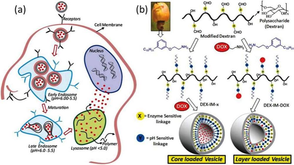 Fig.1 Structure diagram of pH and enzyme-sensitive nanoparticles.