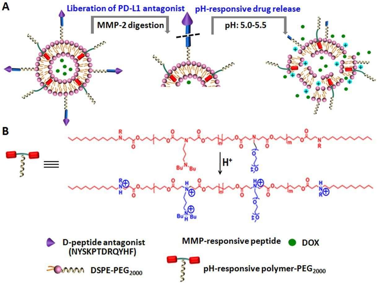 Fig.2 Diagram of polymer-liposomes responsive to tumor microenvironment pH and enzymes.