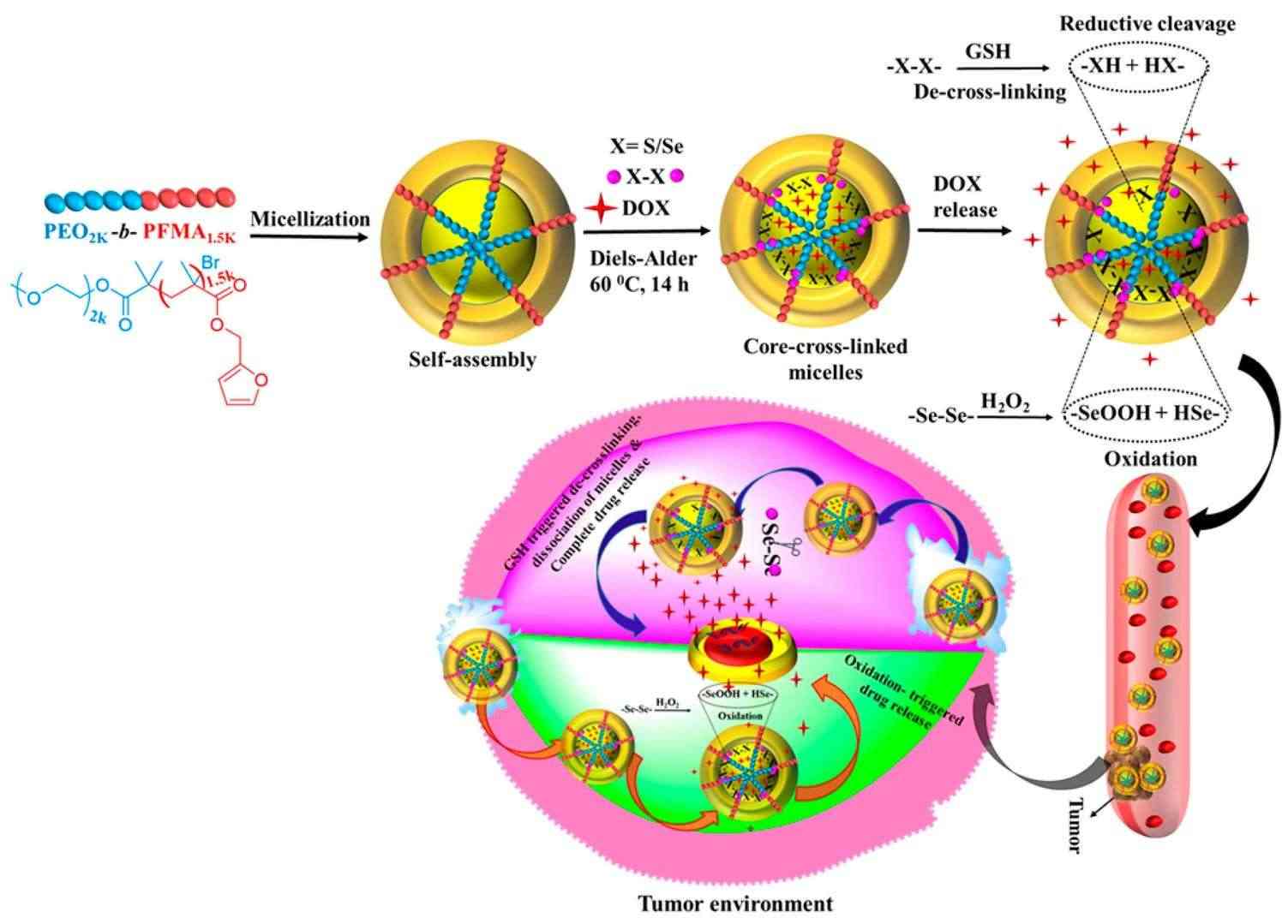 Fig.1 Schematic representation of GSH and H2O2 responsive liposomes.