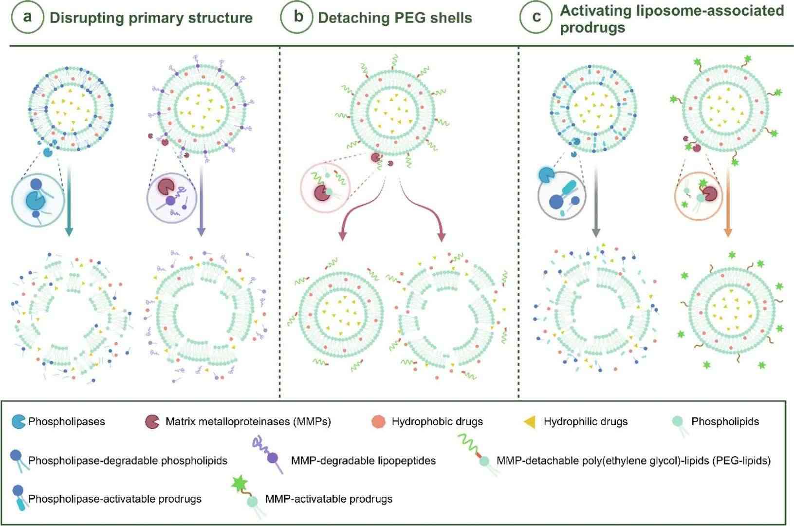 Fig.1 Schematic of enzyme-activated drug delivery via liposomes.