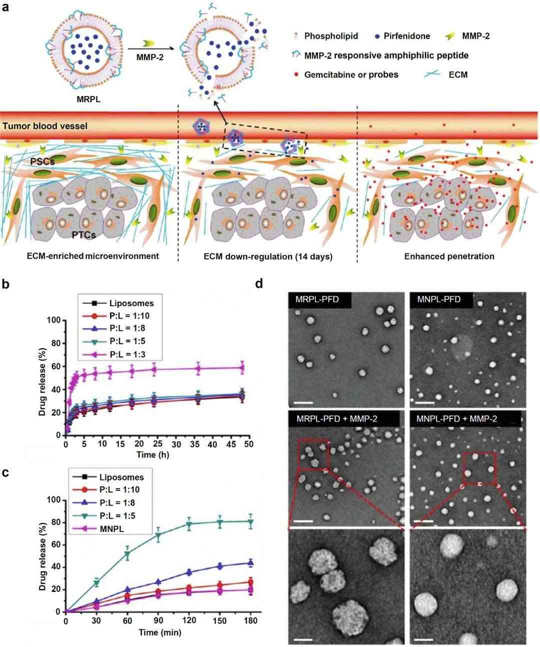 Fig.2 Liposome drug preparation and dual-stimuli-induced release.